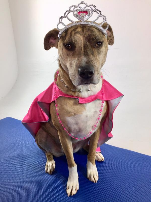 /Images/uploads/Bon Secours St Francis Foundation Inc/2017pearlsandpups/entries/4884thumb.jpg